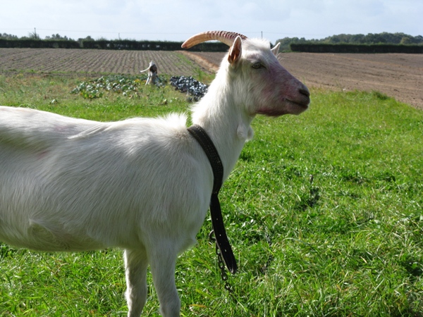 skansen25.jpg