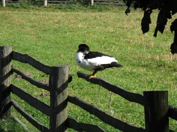 skansen26.jpg