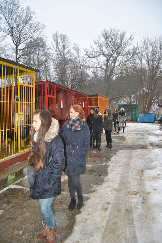 pieski11.jpg